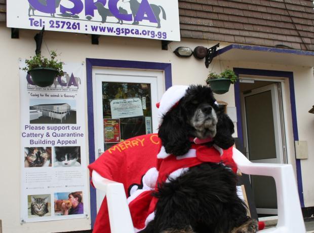 Santa Paws Appeal 2018 Pop to Pets at Home to see us and help us give